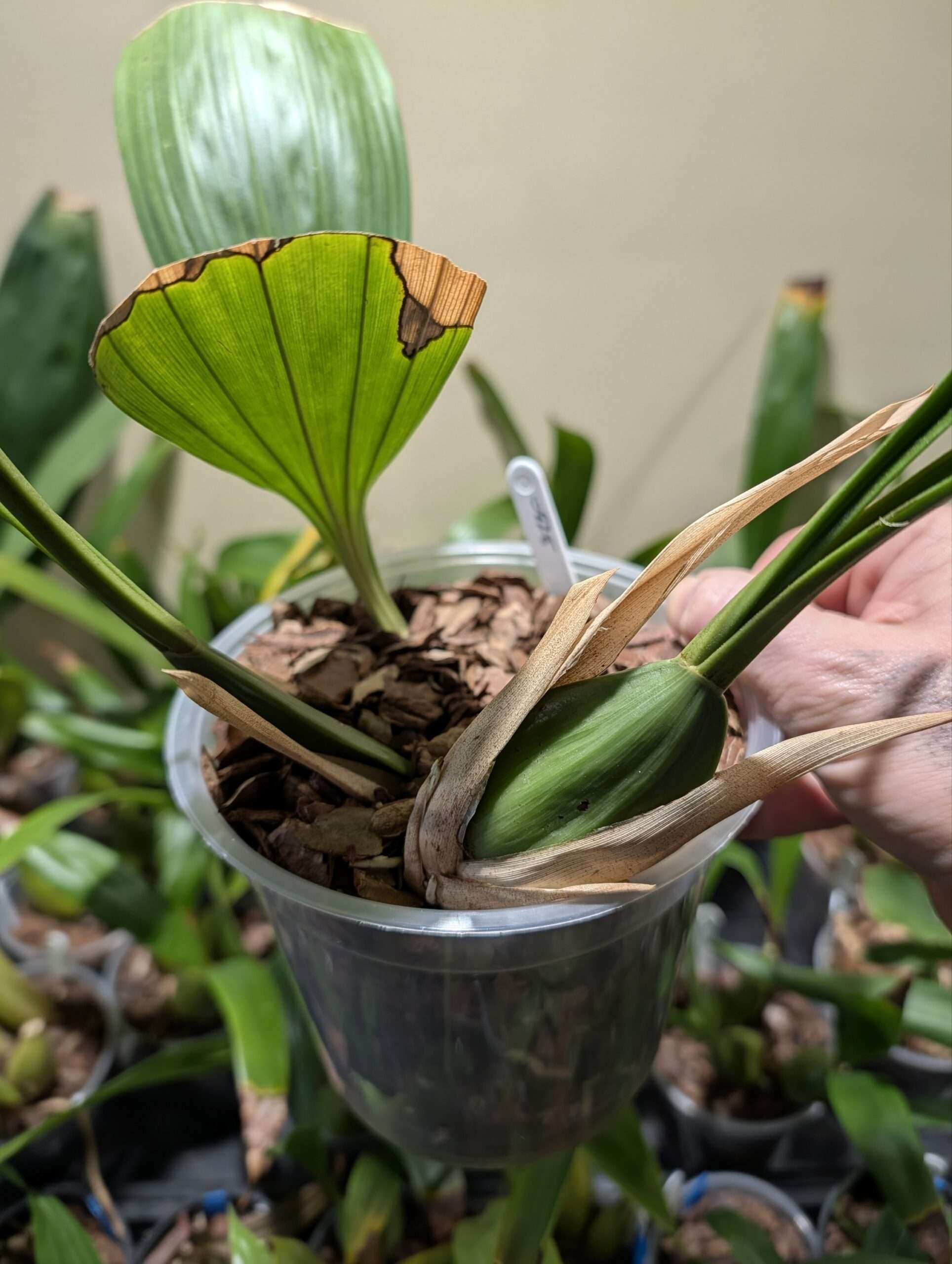 Coelogyne pandurata - Image 4