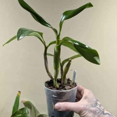 Dendrobium spectabile