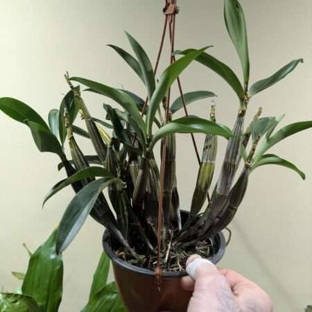 Dendrobium jonesii