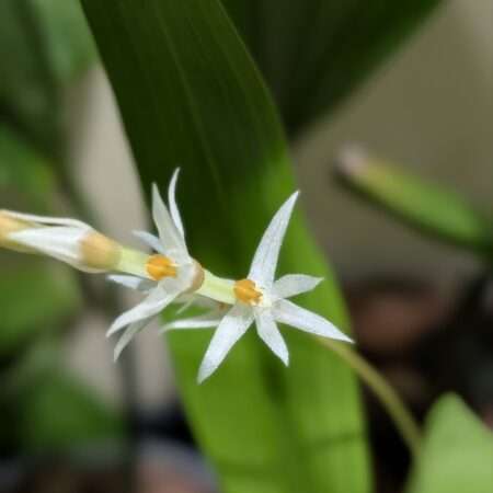 Dendrochilum glumaceum 'Wisley'