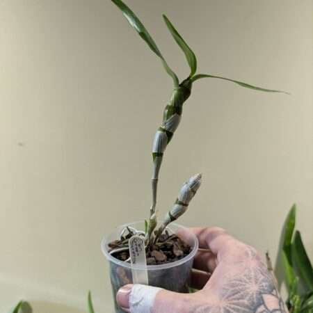 Dendrobium Green Surprise