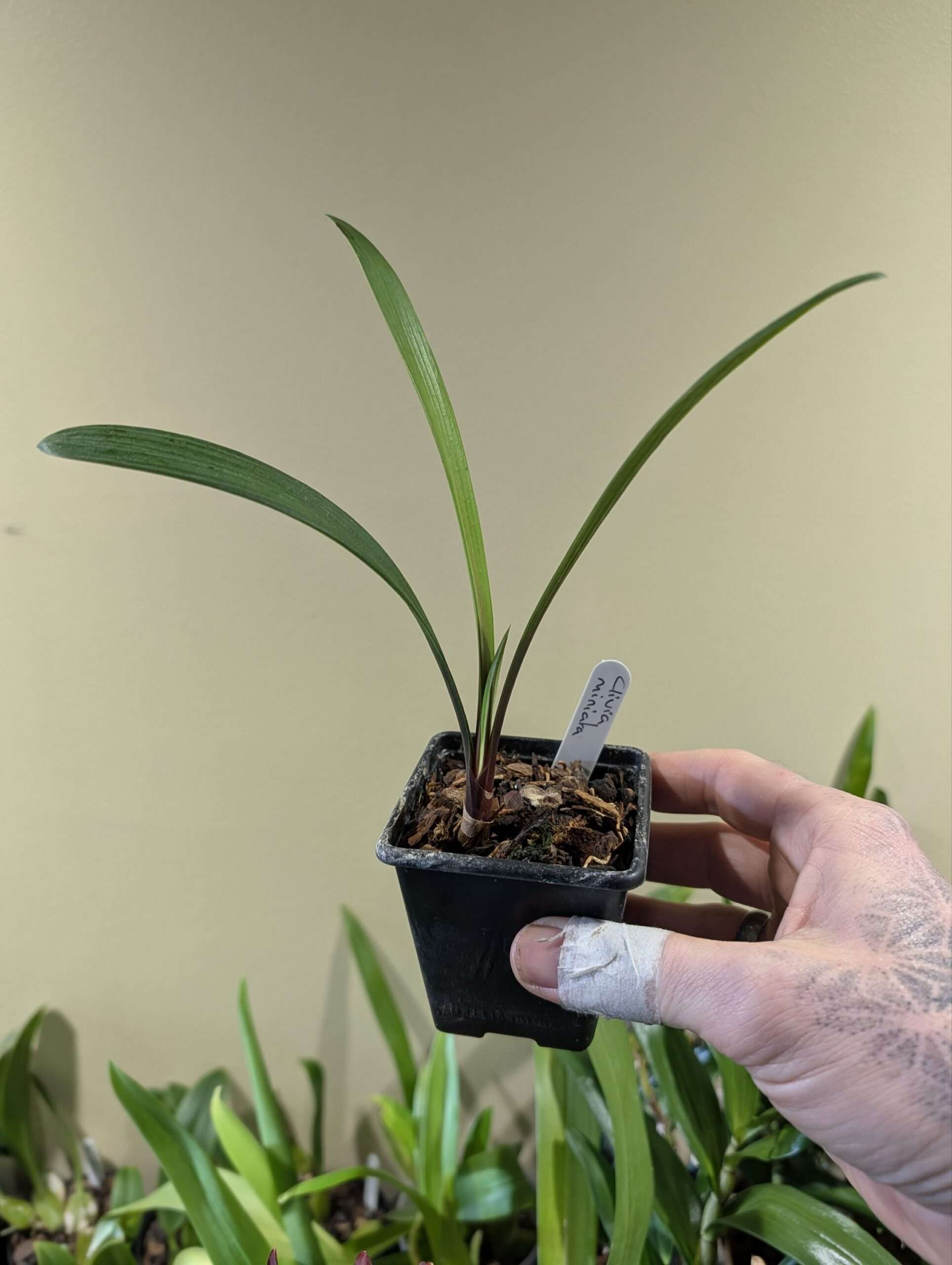 Clivia Miniata seedlings - Image 3