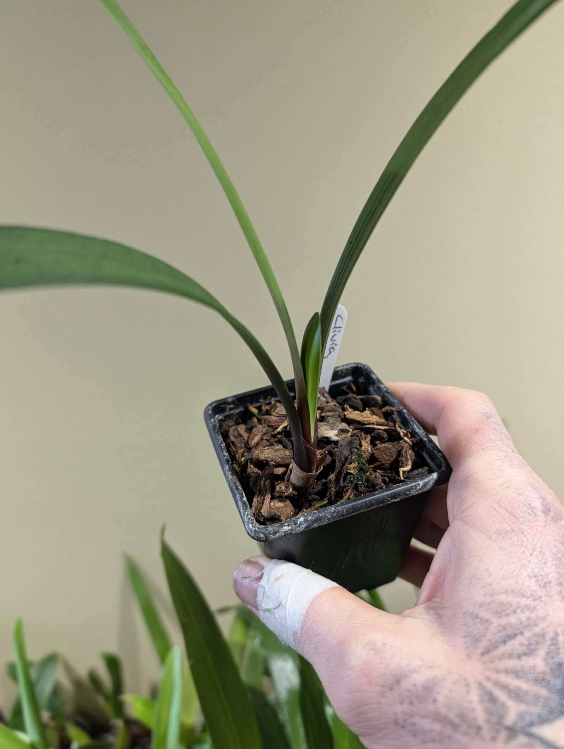 Clivia Miniata seedlings - Image 2