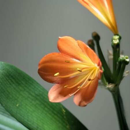 Clivia Miniata seedlings
