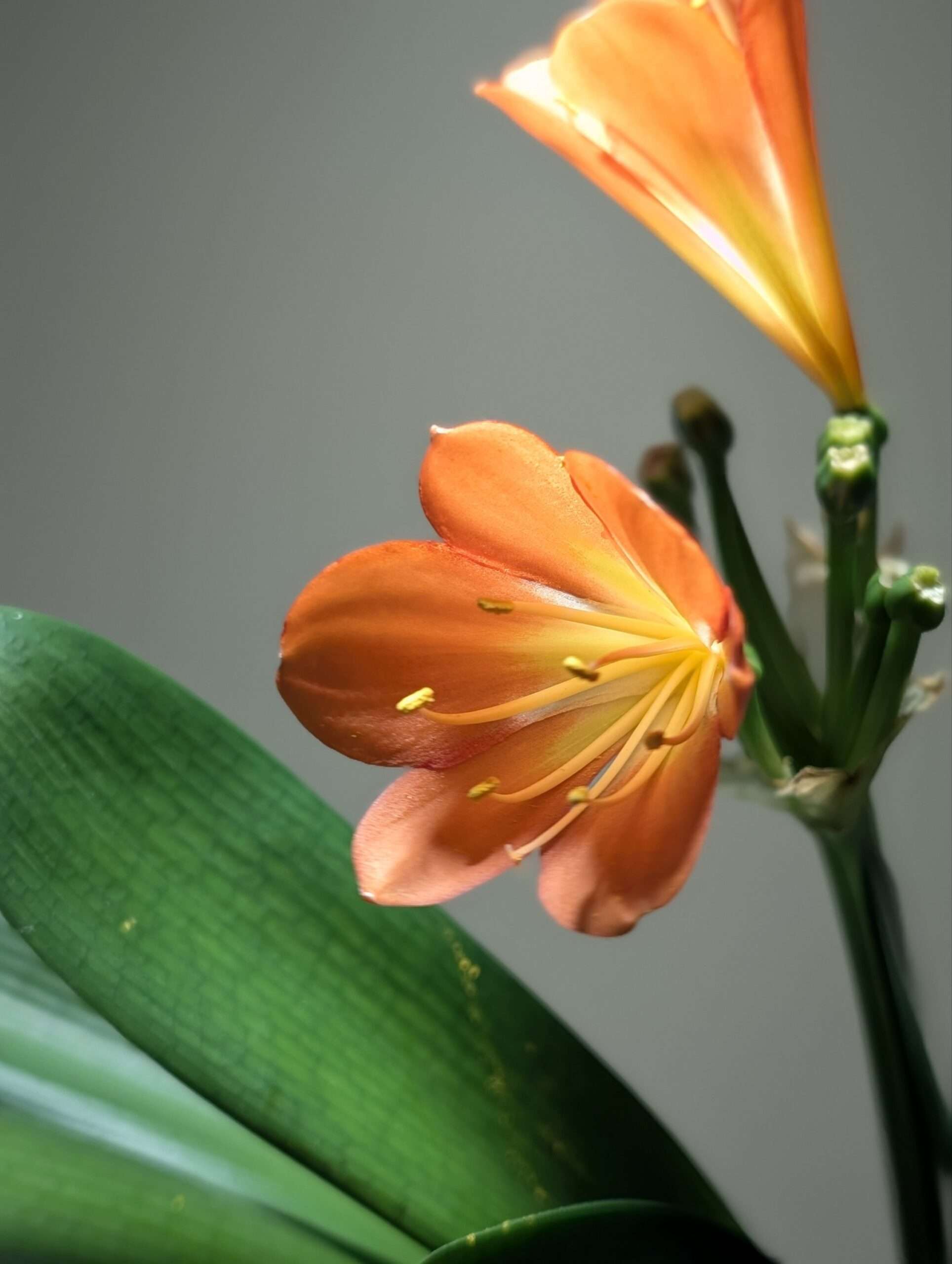 Clivia Miniata seedlings