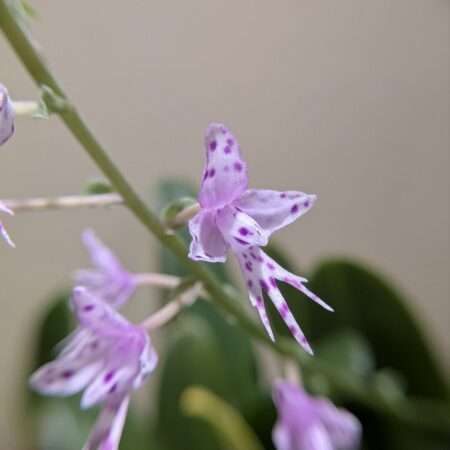 Stenoglottis longifolia