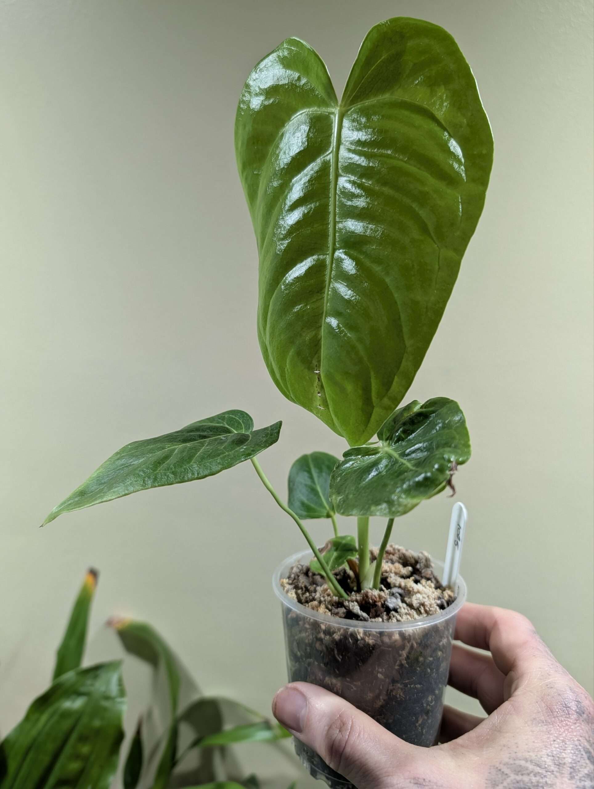 Anthurium veitchii - Image 2