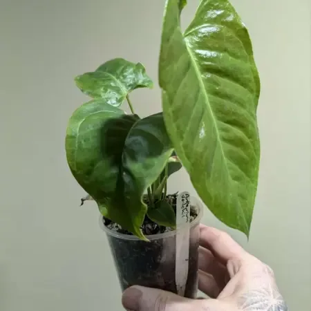 Anthurium veitchii