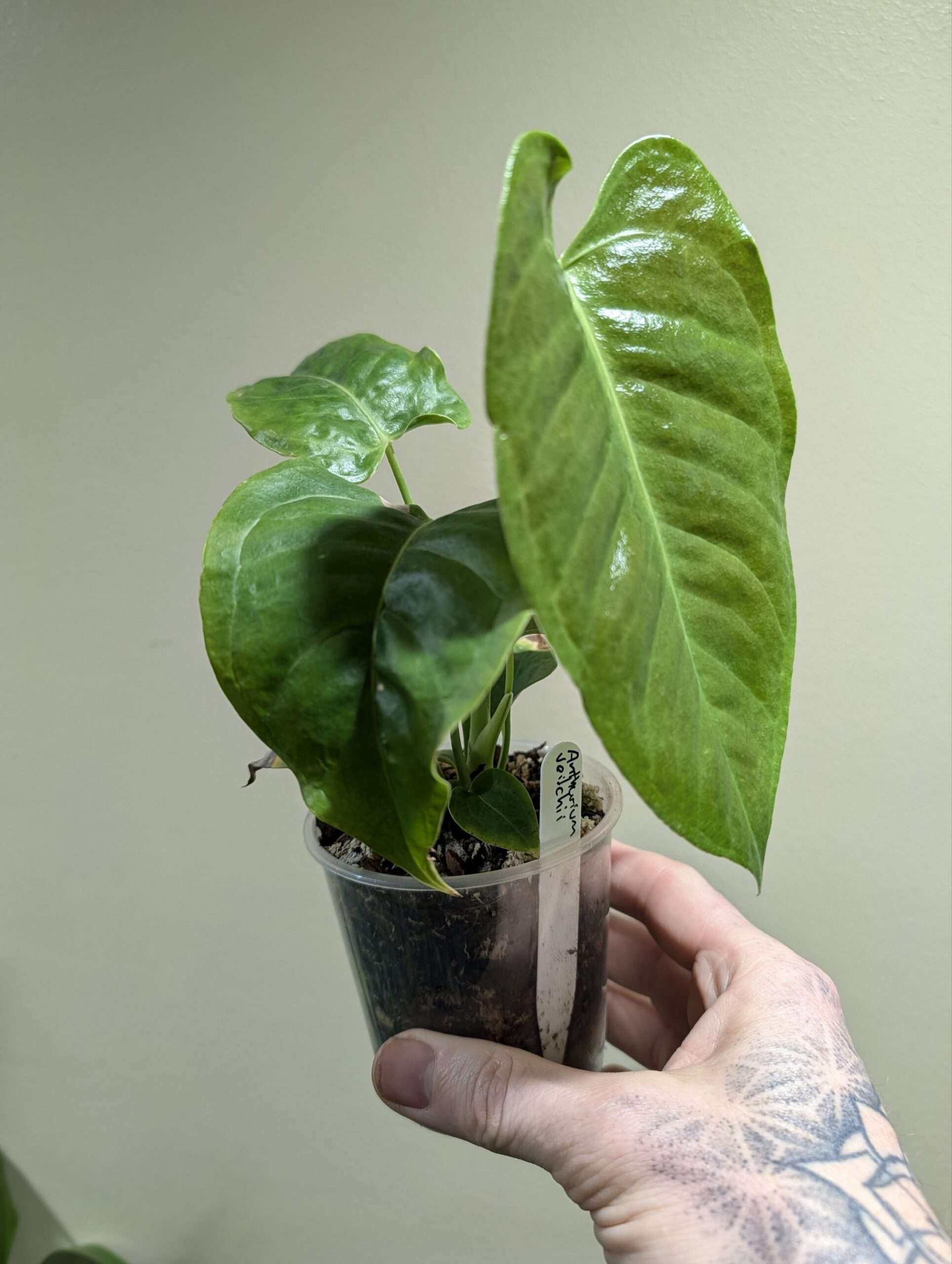 Anthurium veitchii