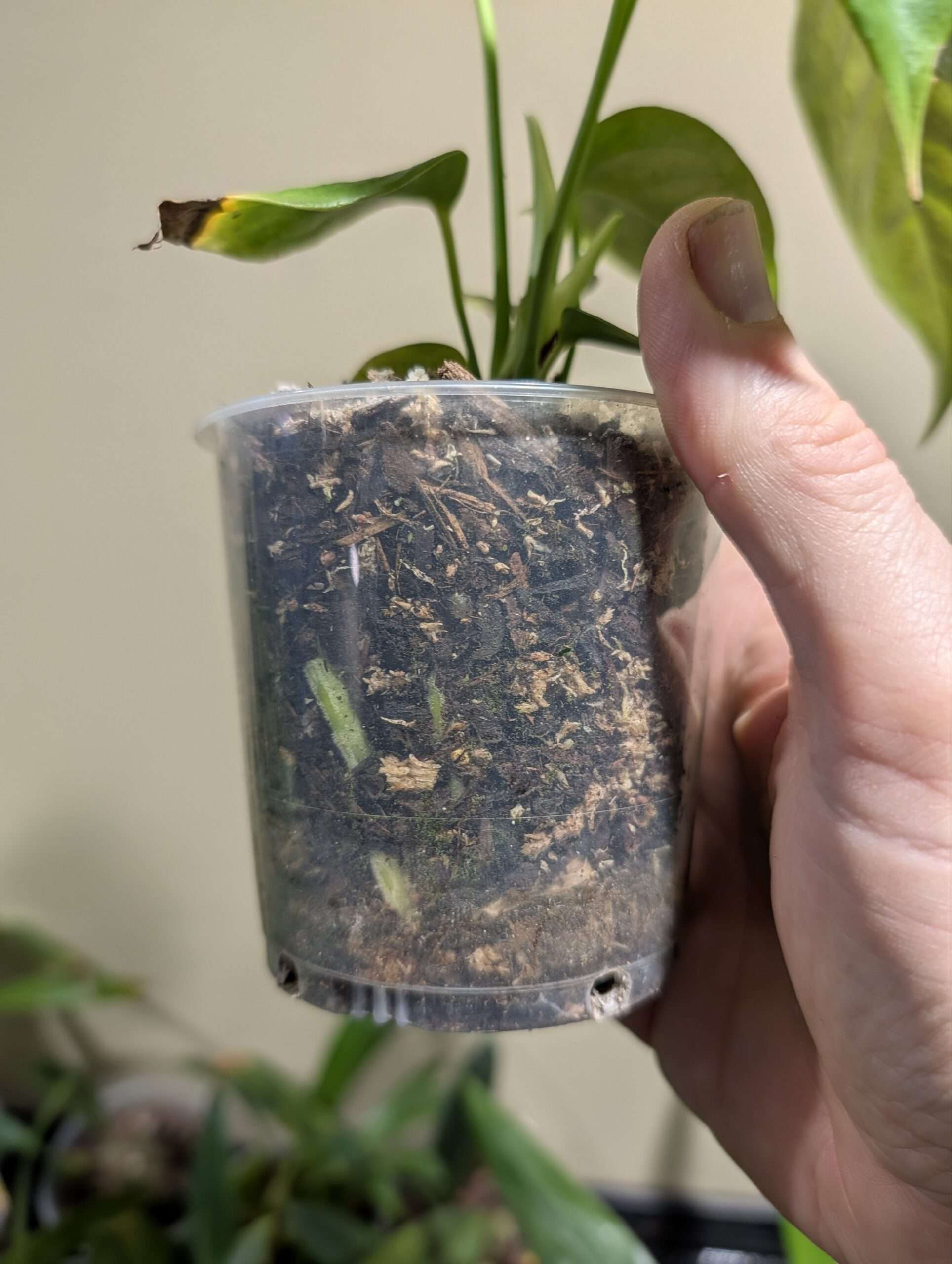 Anthurium veitchii - Image 4