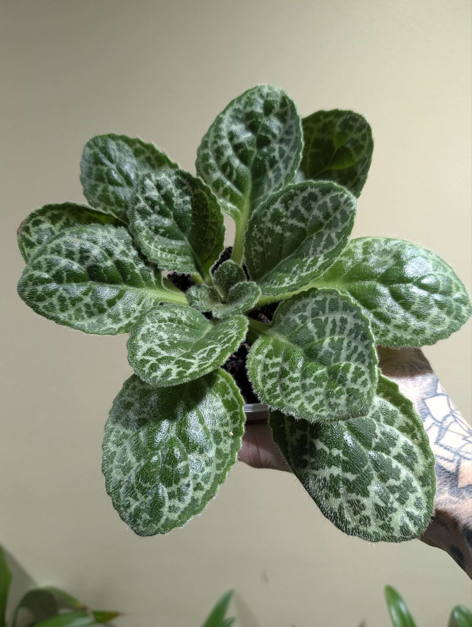 Primulina dryas 'Pretty Turtle'