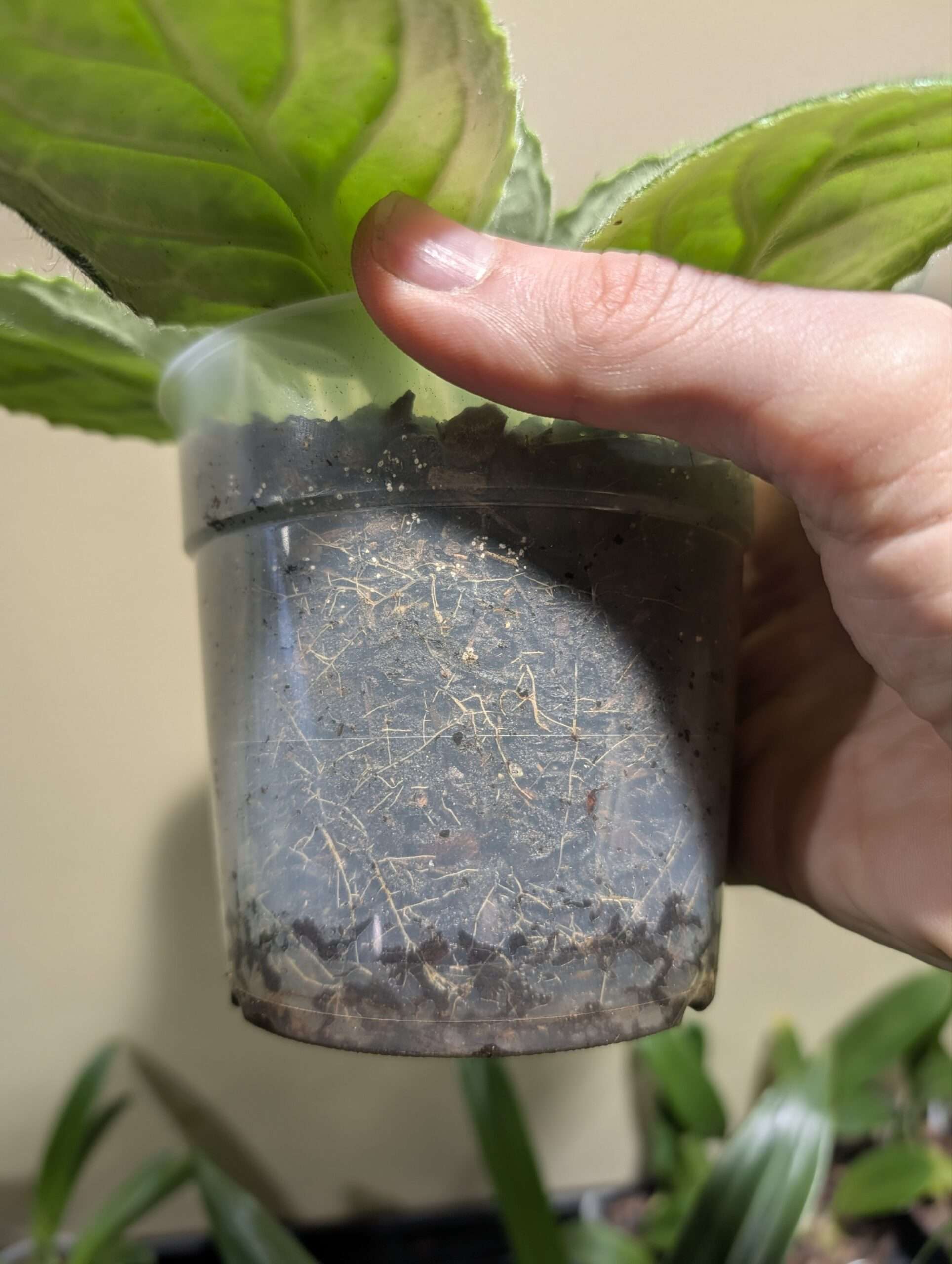 Primulina dryas 'Pretty Turtle' - Image 2