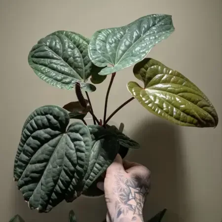 Anthurium luxurians x radicans