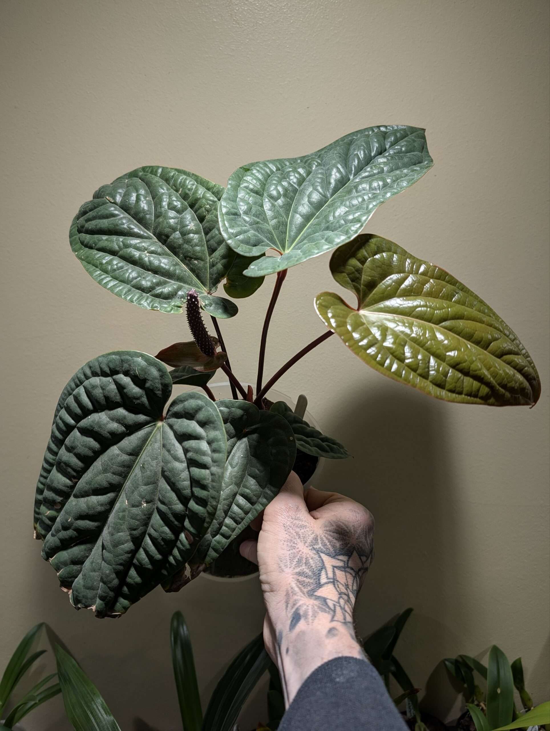 Anthurium luxurians x radicans