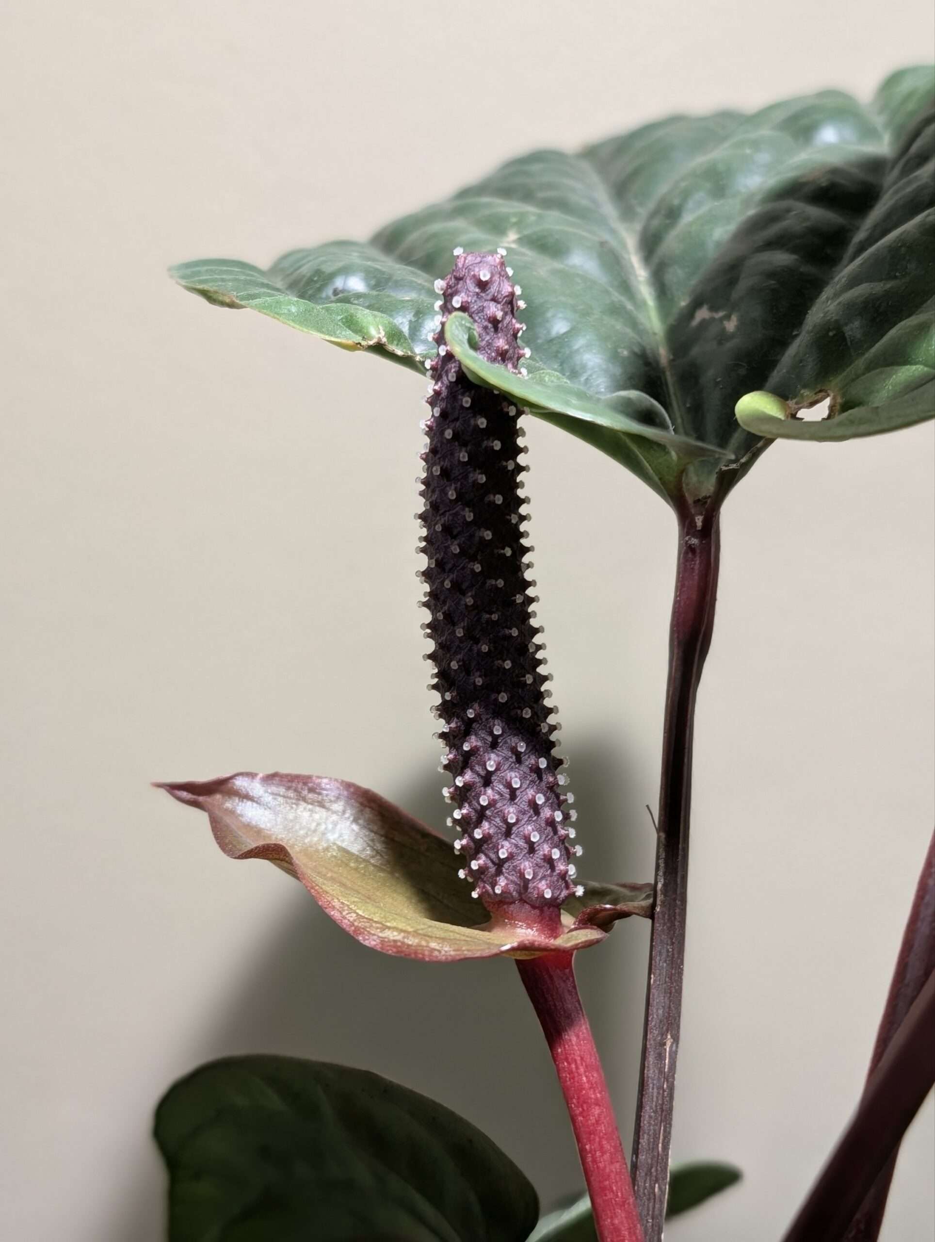 Anthurium luxurians x radicans - Image 3