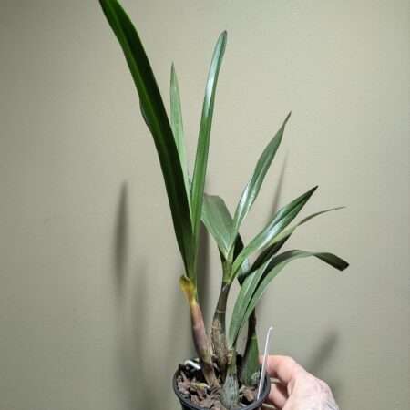 Epicyclia Serena O'Neill