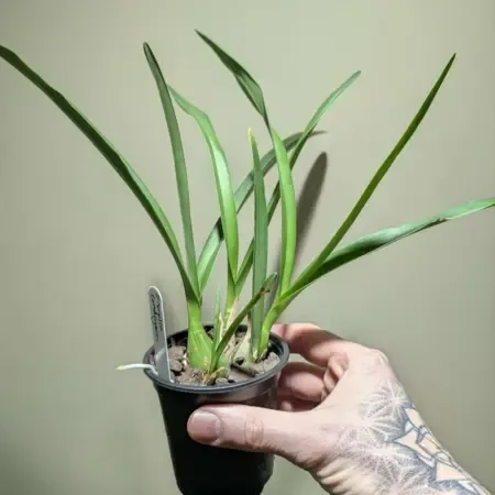 Encyclia cordigera