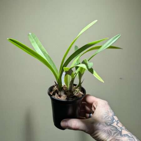 Encyclia cordigera var. alba