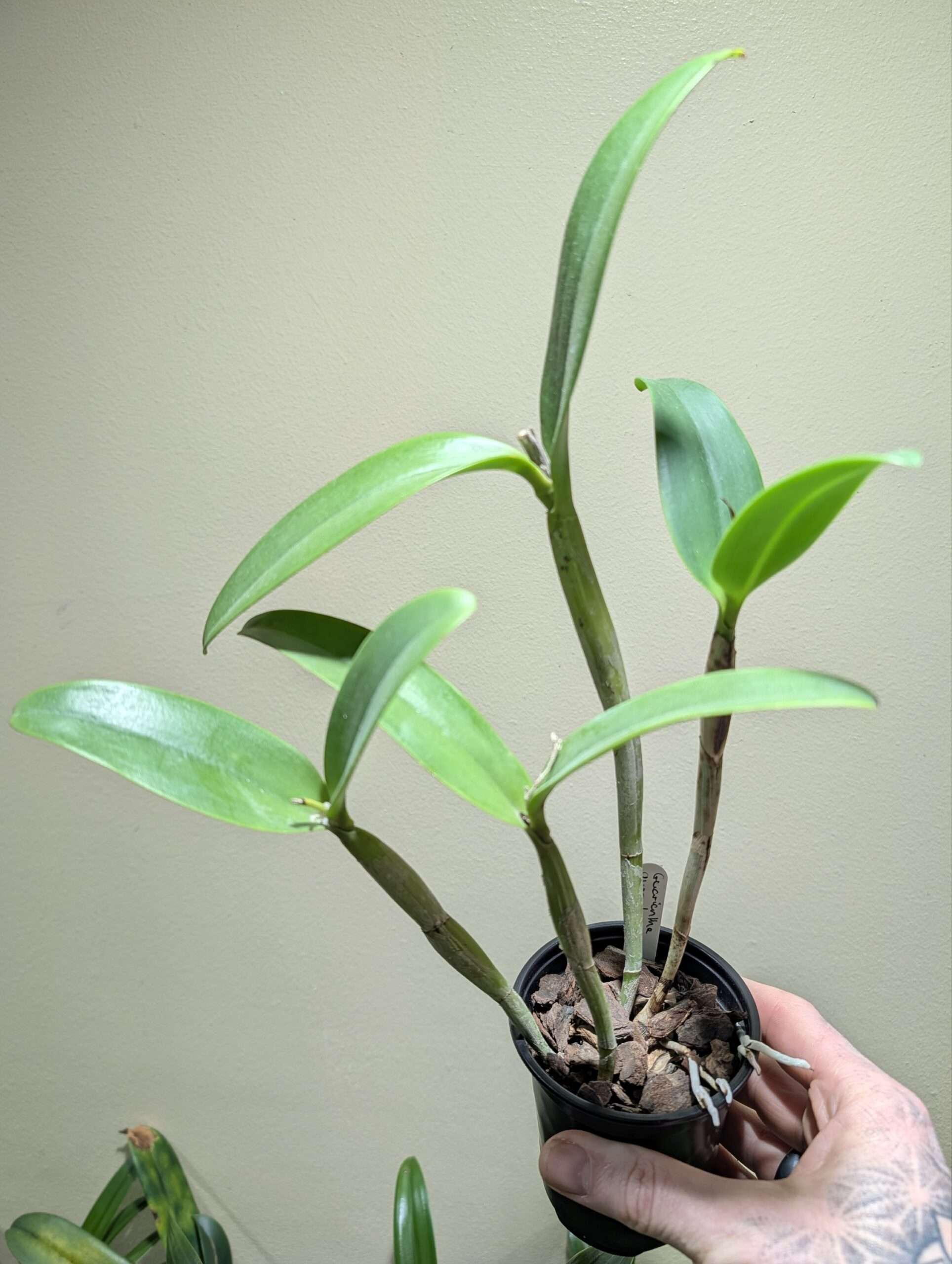 Guarianthe aurantiaca