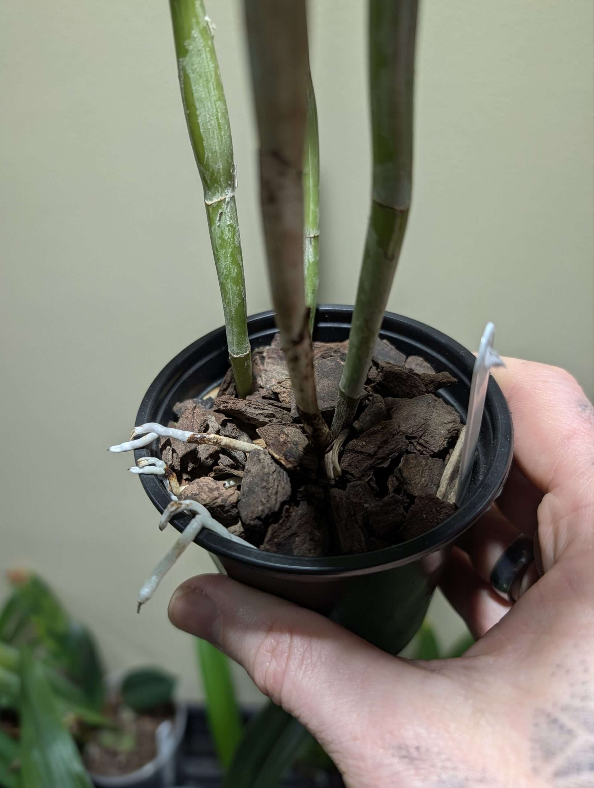 Guarianthe aurantiaca - Image 2