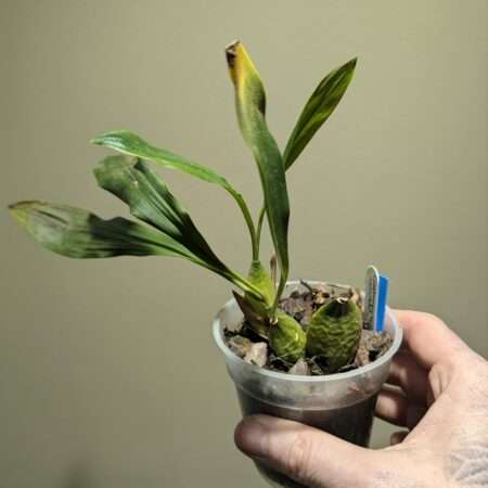 Coelogyne nervosa