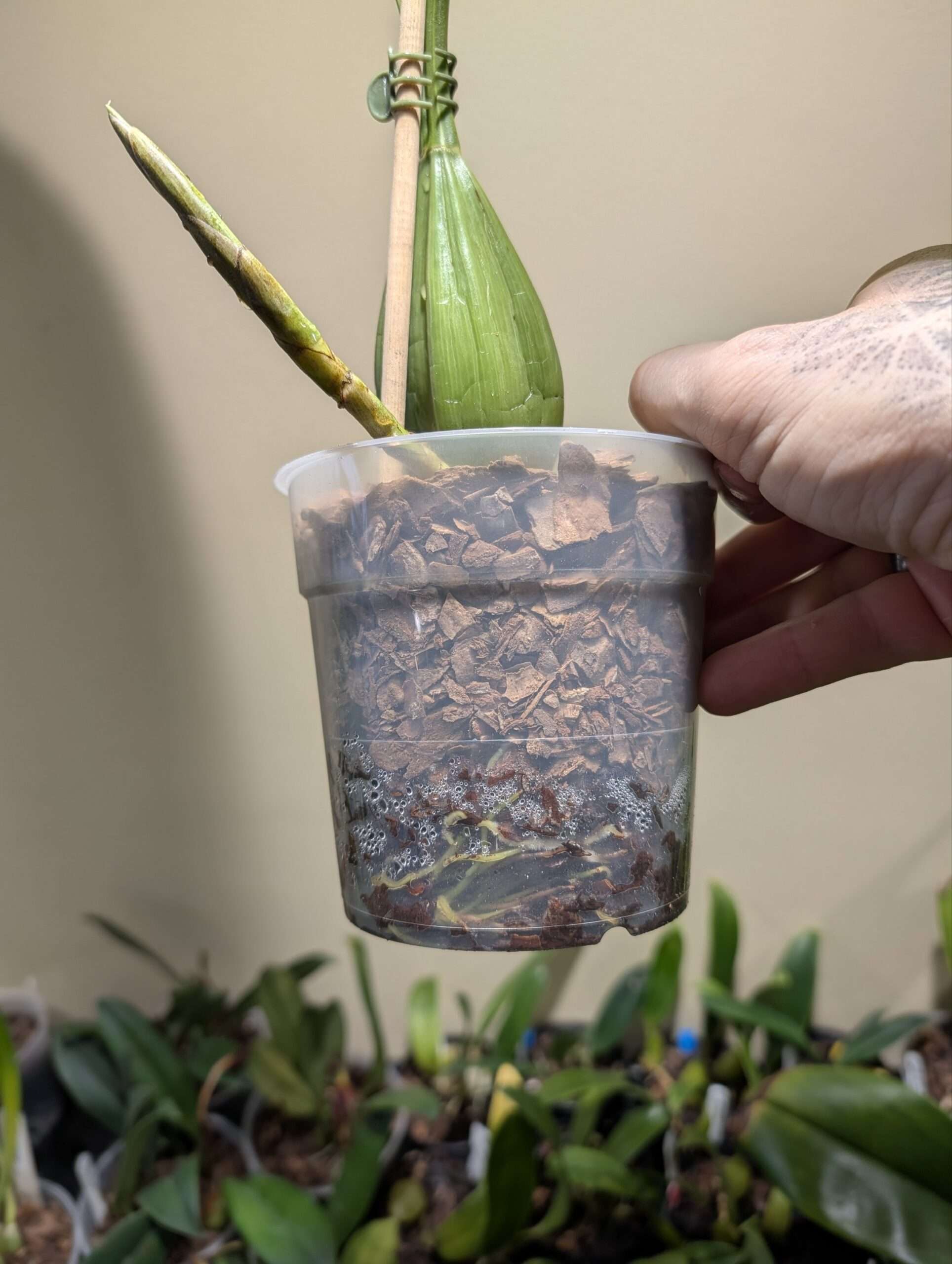 Coelogyne mayeriana - Image 3