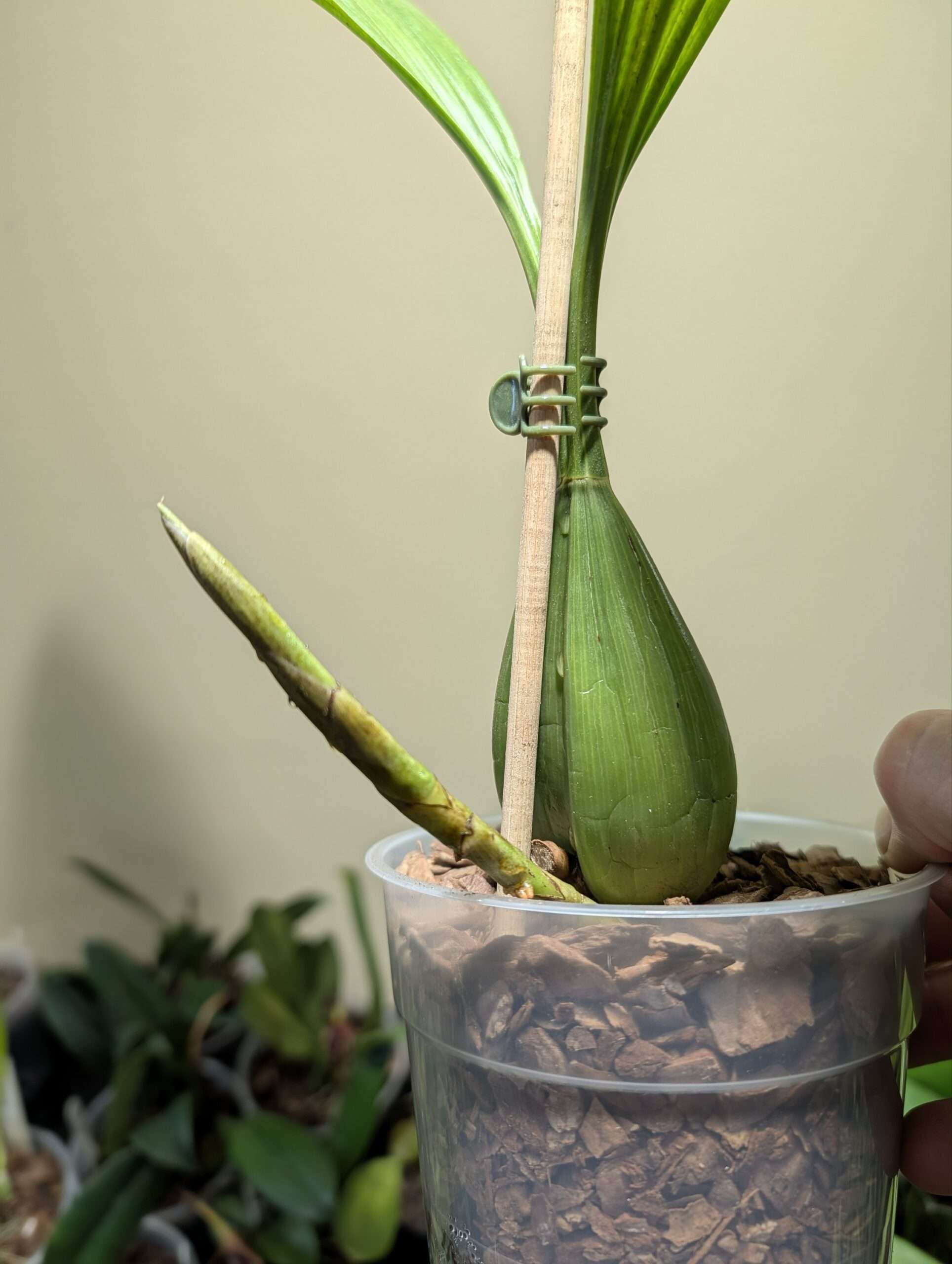 Coelogyne mayeriana - Image 2