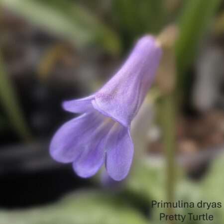 Primulina dryas 'Pretty Turtle'