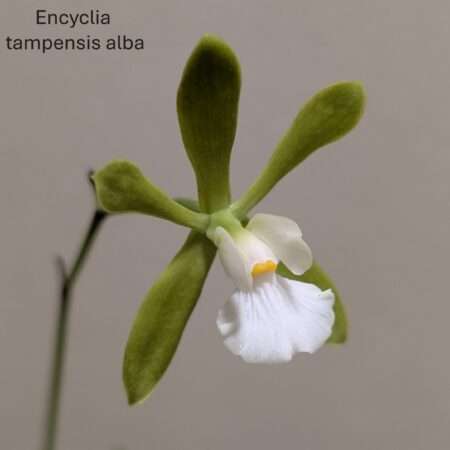 Encyclia tampensis var. alba