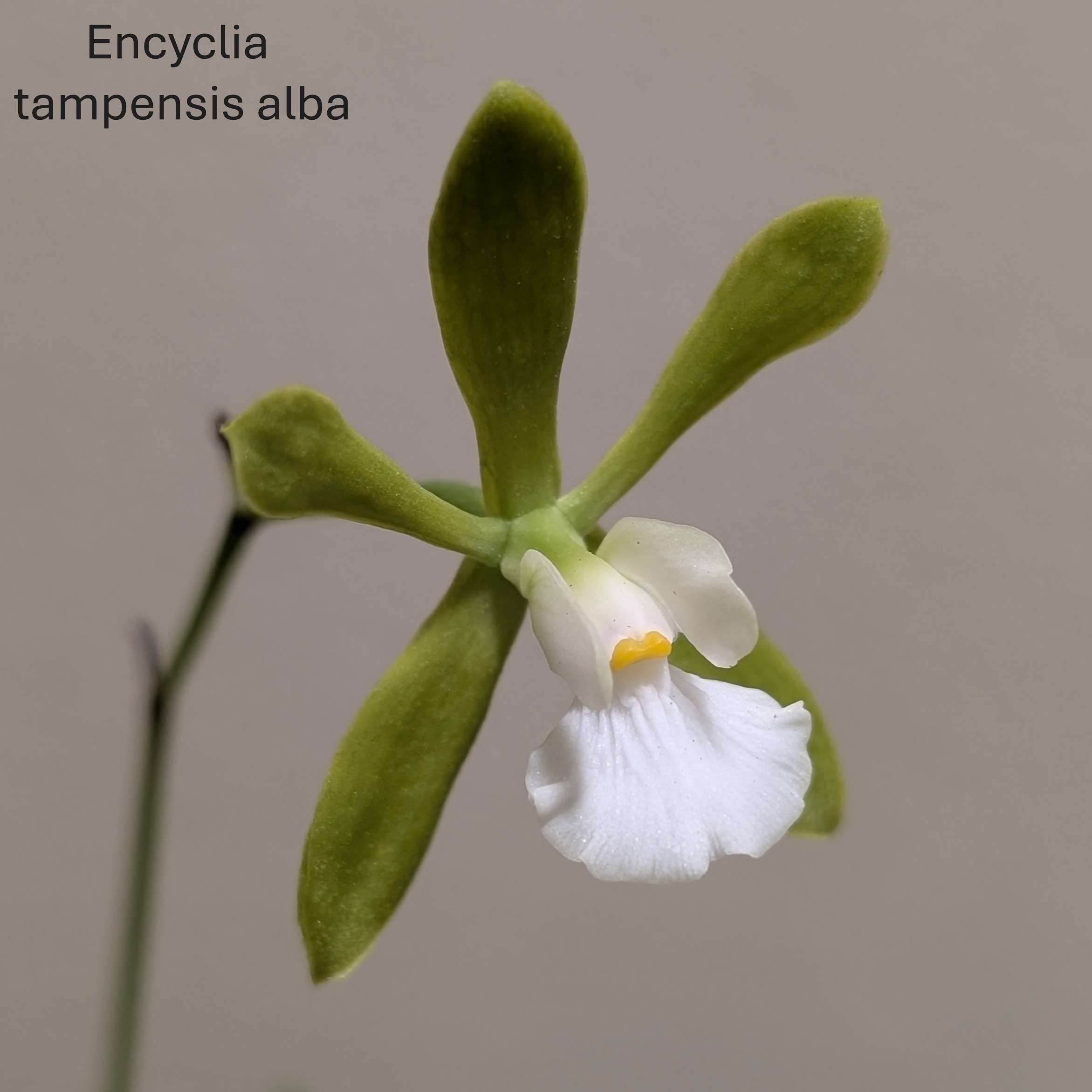 Encyclia tampensis var. alba
