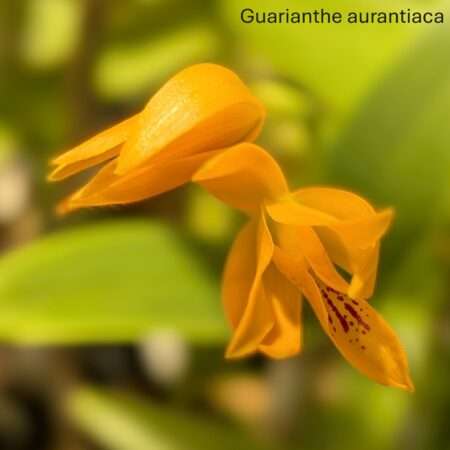 Guarianthe aurantiaca