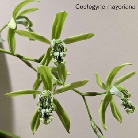 Coelogyne mayeriana