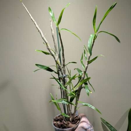 Dendrobium hercoglossum 12cm