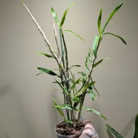 Dendrobium hercoglossum 12cm