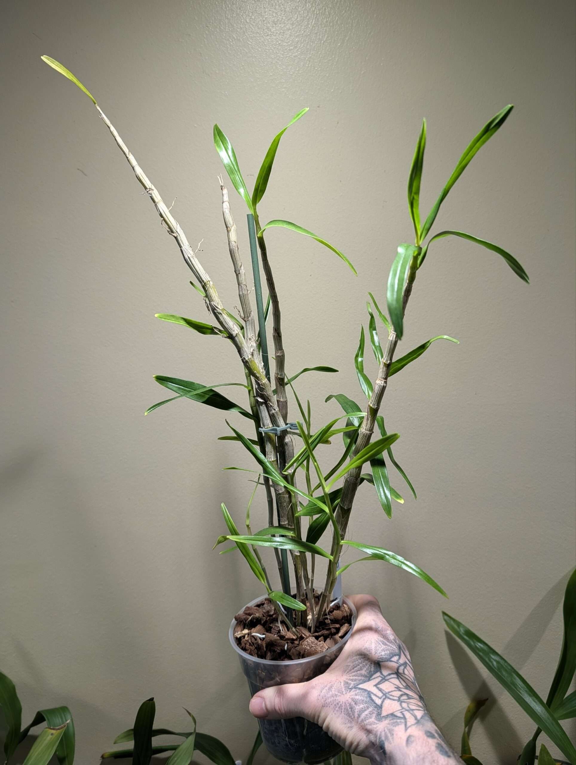 Dendrobium hercoglossum 12cm