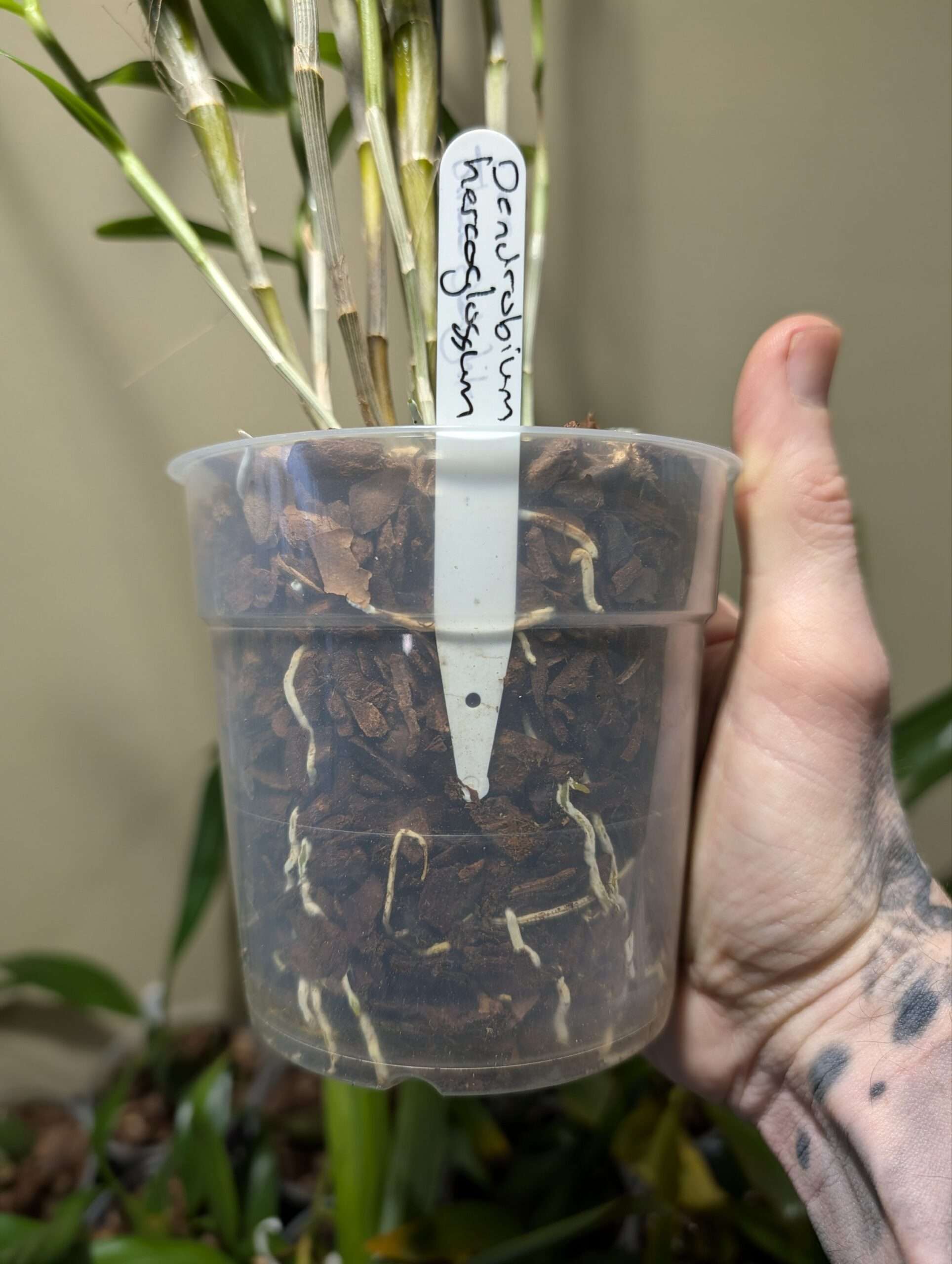 Dendrobium hercoglossum 12cm - Image 2