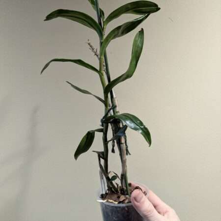 Dendrobium Jihao Delight