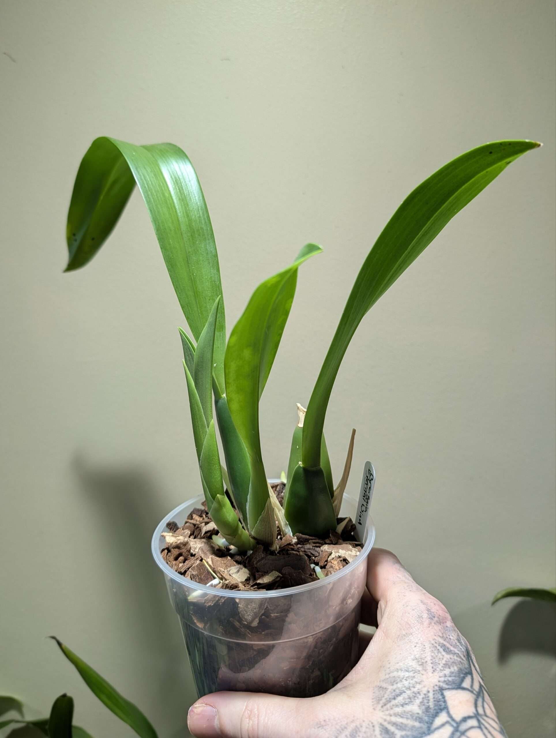 Brassia Eternal Wind - Image 2