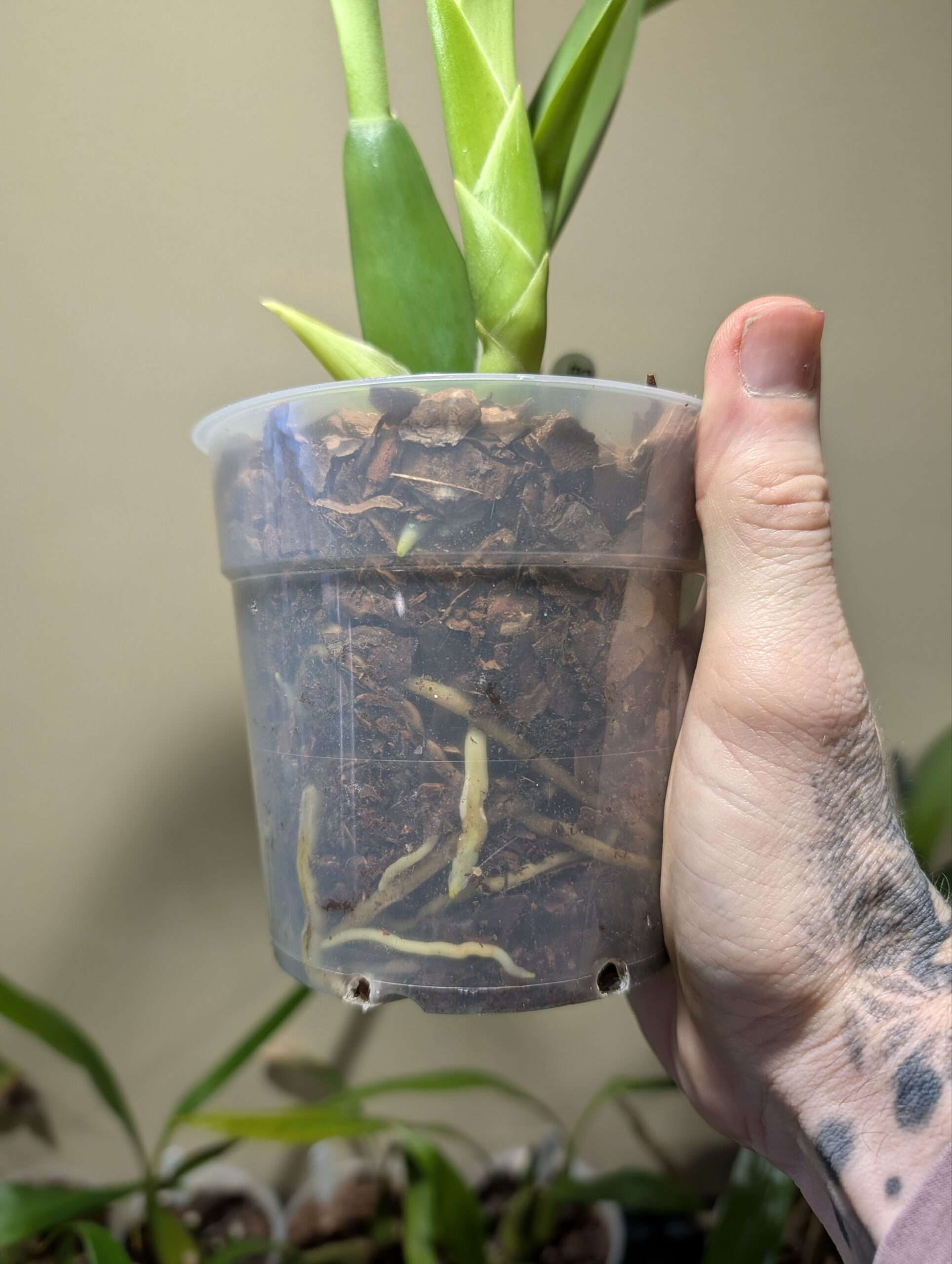 Brassia Eternal Wind - Image 4