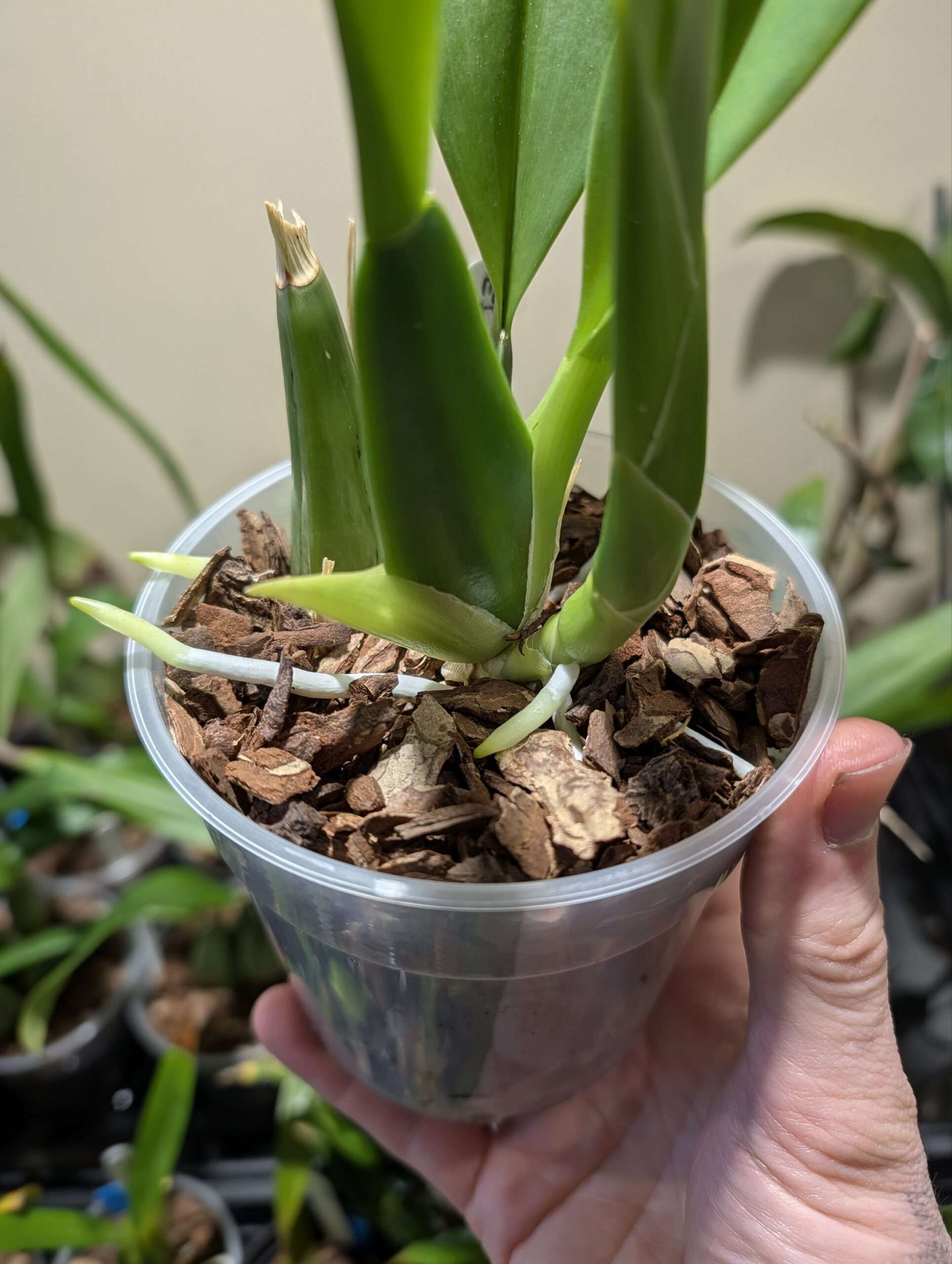 Brassia Eternal Wind - Image 3