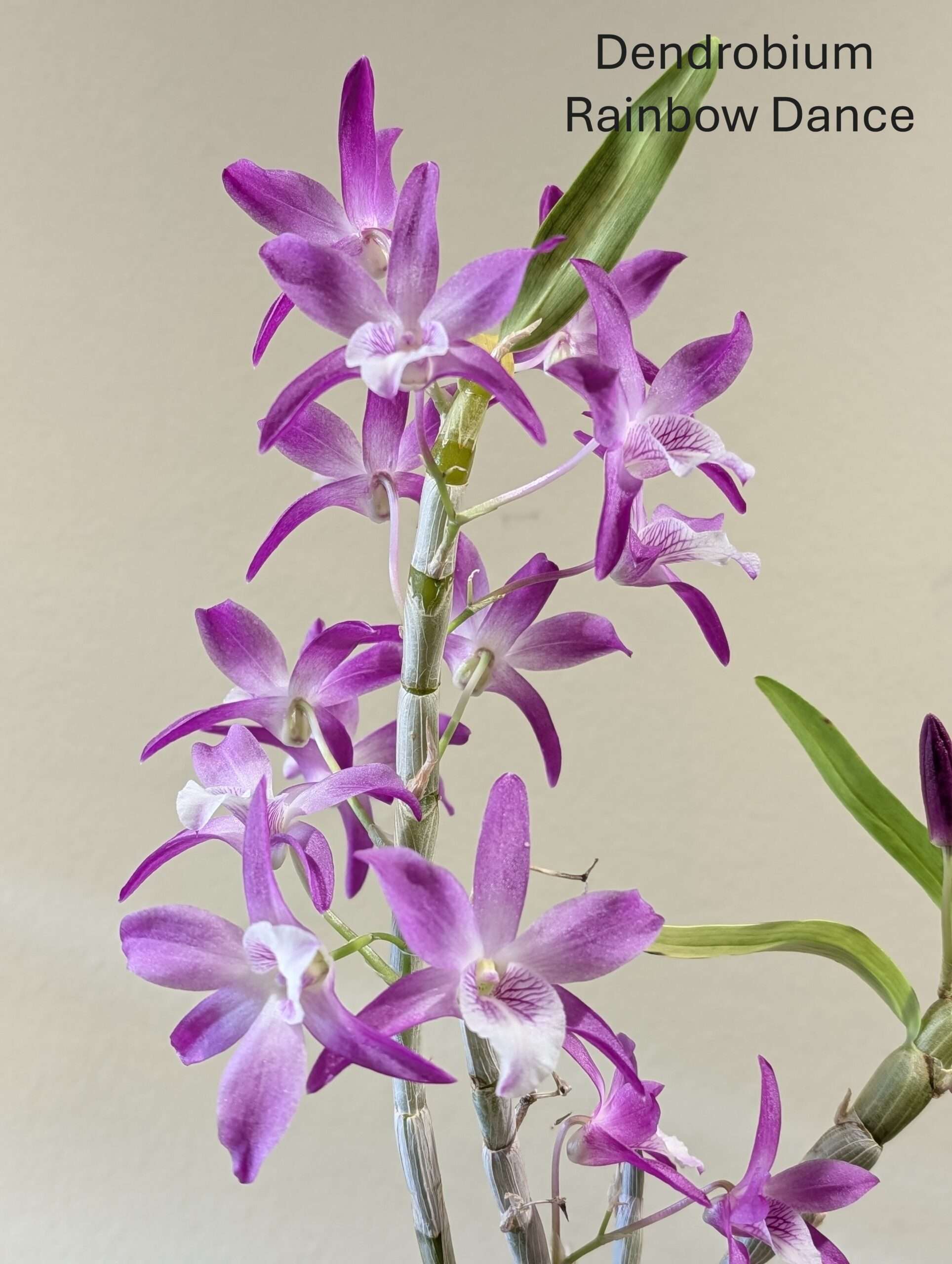 Dendrobium Rainbow Dance - Image 4