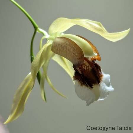 Coelogyne  Taicia 9cm