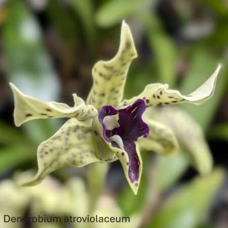 Dendrobium atroviolaceum