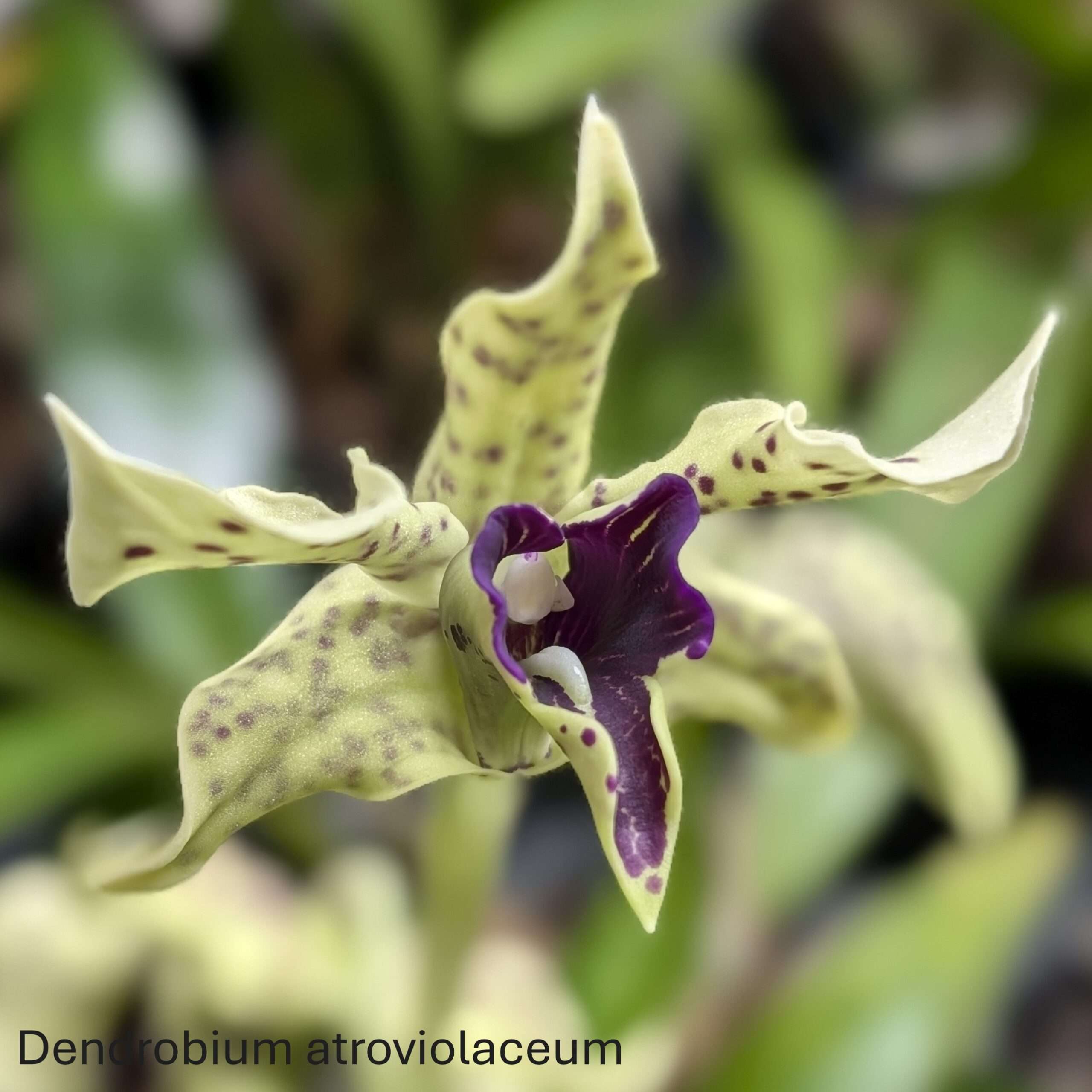 Dendrobium atroviolaceum