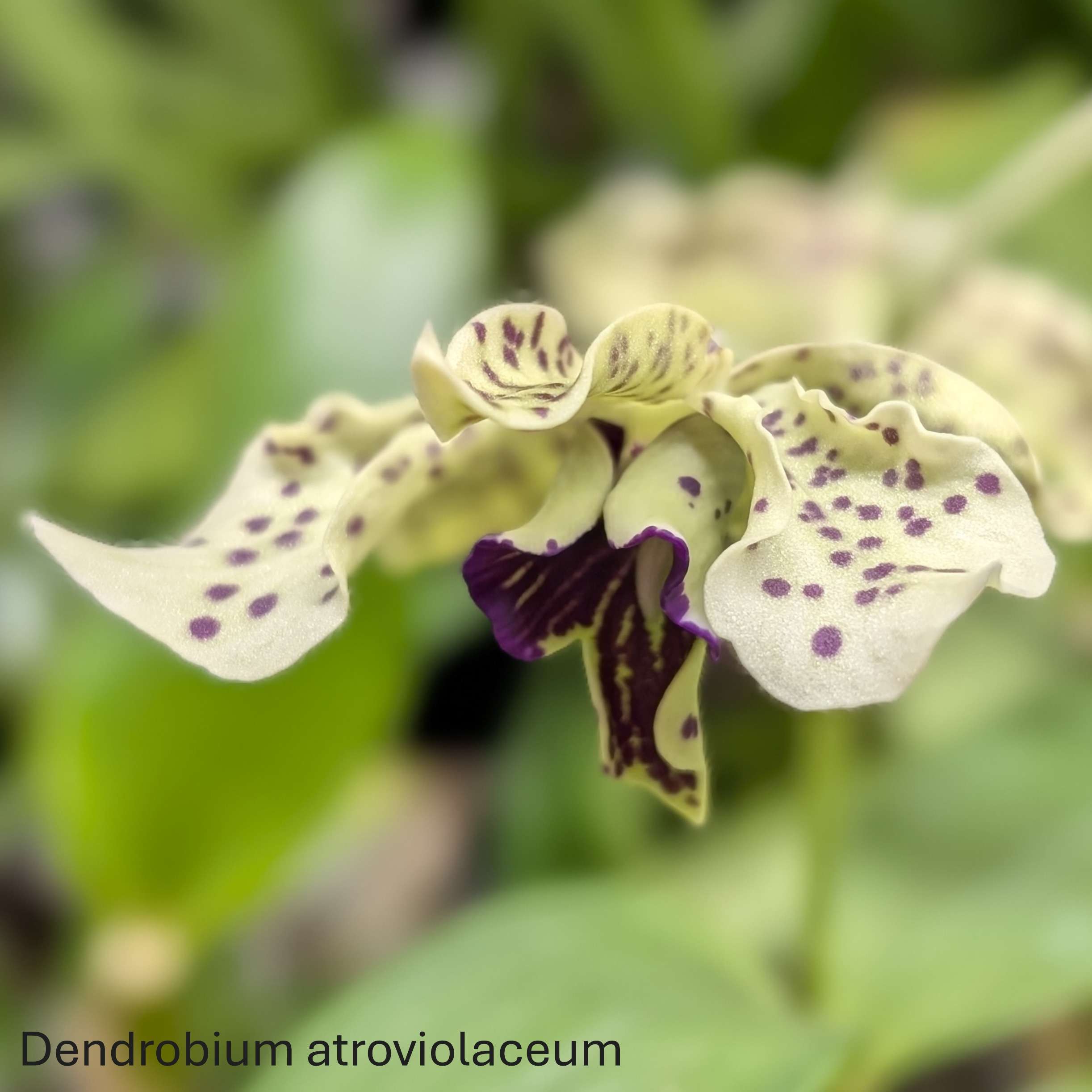 Dendrobium atroviolaceum - Image 4