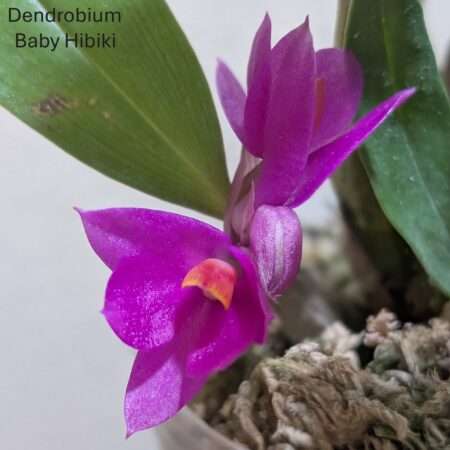 Dendrobium Baby Hibiki