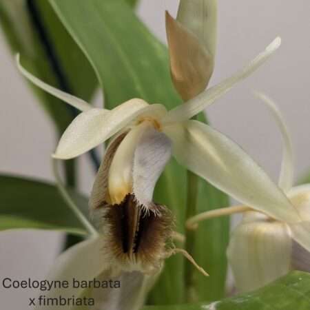 Coelogyne barbata x fimbriata specimen plant
