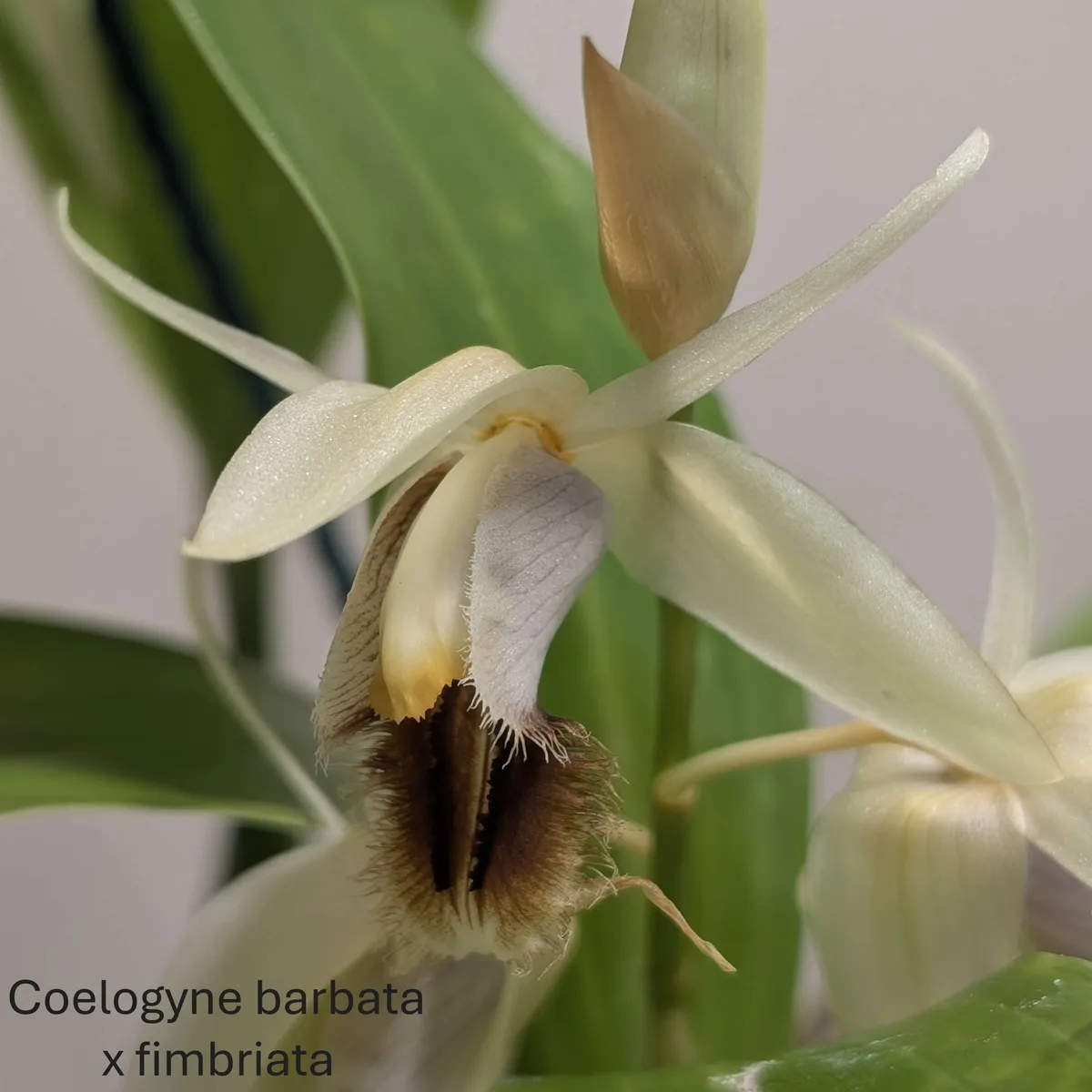 Coelogyne barbata x fimbriata specimen plant