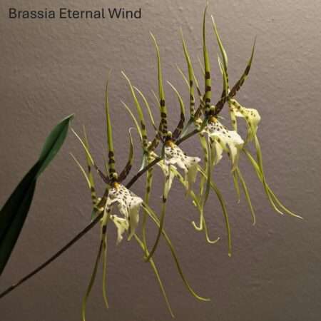 Brassia Eternal Wind