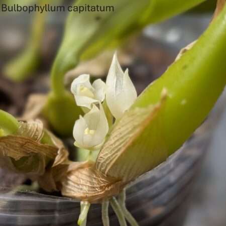 Bulbophyllum capitatum